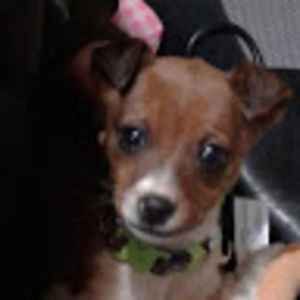 Meet your Posher, Ella